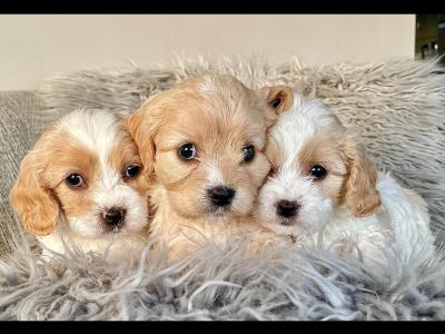 Veterinary health checked Maltipoo puppies in Cavan