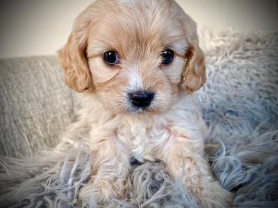 Veterinary health checked Maltipoo puppies in Cavan