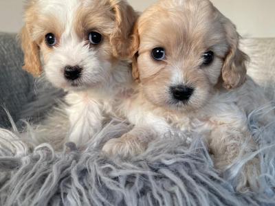 Veterinary health checked Maltipoo puppies in Cavan