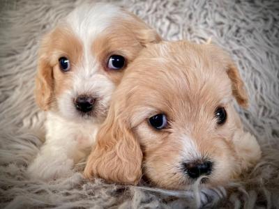 Veterinary health checked Maltipoo puppies in Cavan