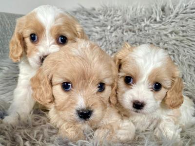Veterinary health checked Maltipoo puppies in Cavan