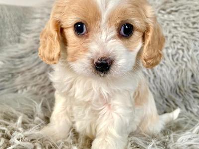 Veterinary health checked Maltipoo puppies in Cavan