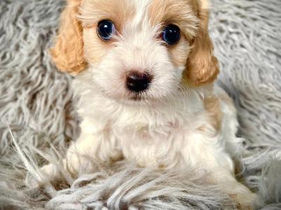 Veterinary health checked Maltipoo puppies in Cavan