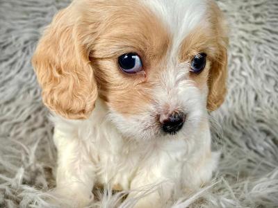 Veterinary health checked Maltipoo puppies in Cavan