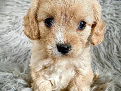 Veterinary health checked Maltipoo puppies in Cavan