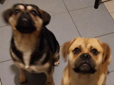 Friendly Jug brothers in Offaly looking for a loving Home