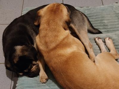 Friendly Jug brothers in Offaly looking for a loving Home