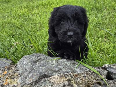 First Generation Bordoodle puppies for sale in Cork