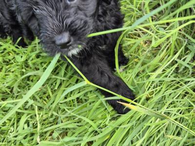 First Generation Bordoodle puppies for sale in Cork