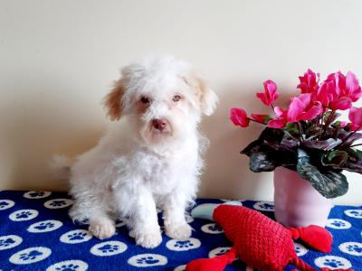Gorgeous Cavachon/Bichon puppy  🐶