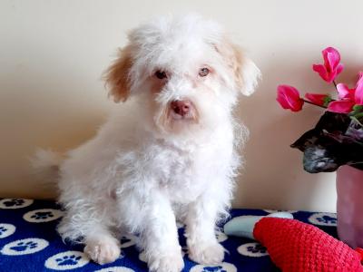 Male Cavachon puppy in Meath  🐶 - 087 3770316