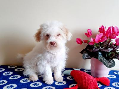 Cavachon puppy  🐶 087 3770316 in Meath