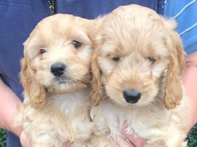 Cockapoo puppies in Westmeath