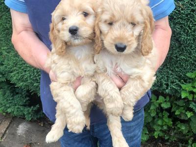 Cockapoos in Westmeath