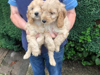 Cockapoos in Westmeath