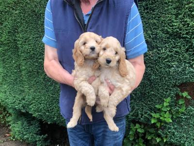 Cockapoos in Westmeath