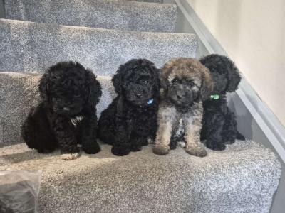 Friendly Poochon puppies in Cork *** names in pics for microchip***