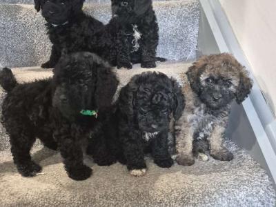 Friendly Poochon puppies in Cork *** names in pics for microchip***