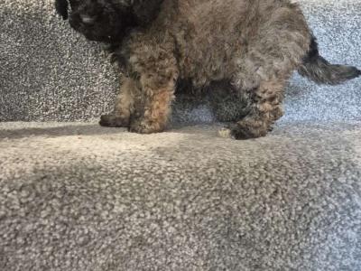 Friendly Poochon puppies in Cork *** names in pics for microchip***