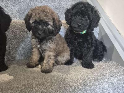 Friendly Poochon puppies in Cork *** names in pics for microchip***