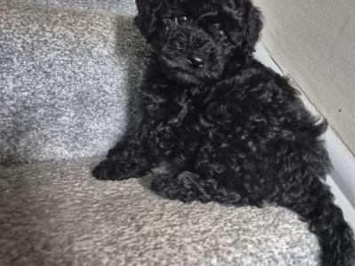 Friendly Poochon puppies in Cork *** names in pics for microchip***