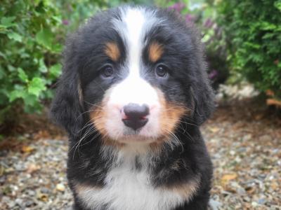 IKC Bernese Mountain Dog puppies