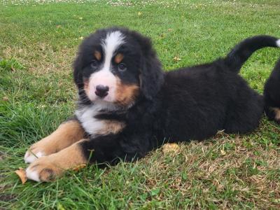 IKC Bernese Mountain Dog puppies