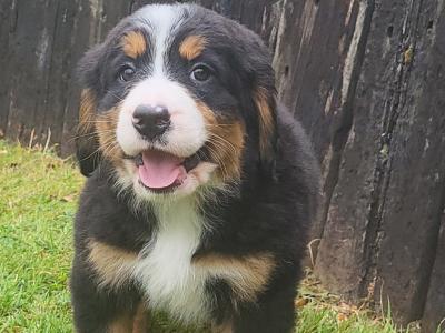IKC Bernese Mountain Dog puppies