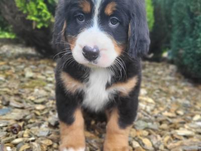 IKC Bernese Mountain Dog puppies