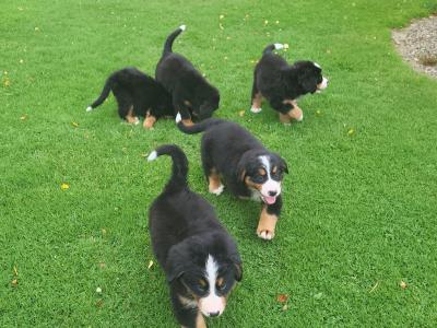 IKC Bernese Mountain Dog puppies