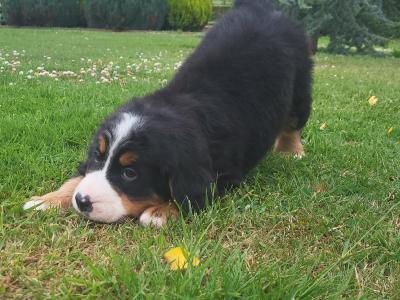 IKC Bernese Mountain Dog puppies