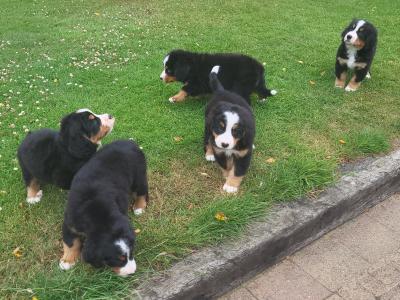 IKC Bernese Mountain Dog puppies