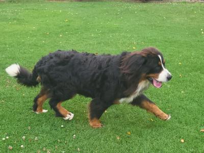IKC Bernese Mountain Dog puppies