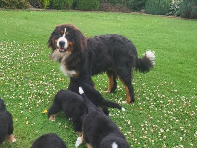 IKC Bernese Mountain Dog puppies