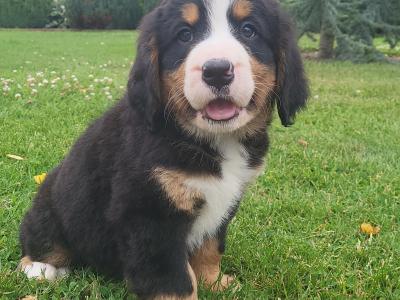 IKC Bernese Mountain Dog puppies
