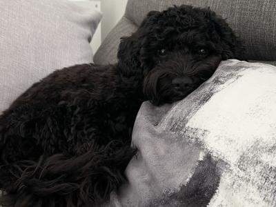 Cavapoo For Stud €250