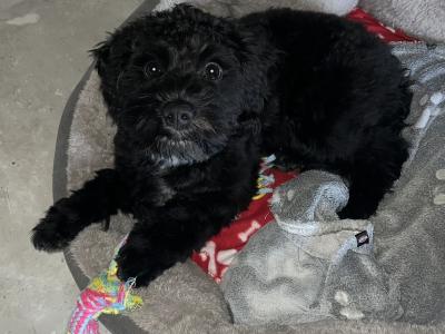 Cavapoo For Stud €250