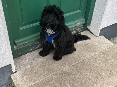 Cavapoo For Stud €250