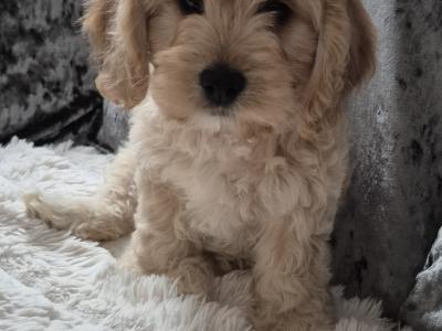 Bear 🐶🐾💕