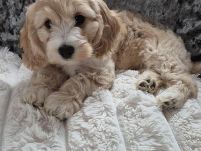 Bear 🐶🐾💕