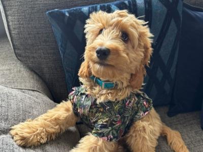 Ronnie is a beautiful male Cockapoo puppy for sale in Dublin