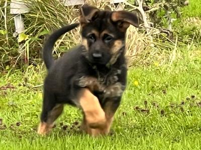 Quality Short Coat German Shepherd pups in Waterford
