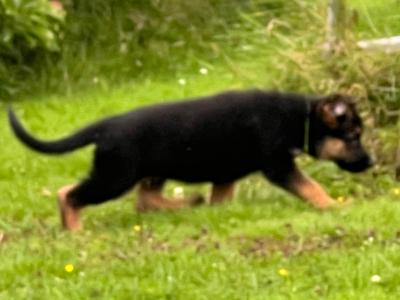 Quality Short Coat German Shepherd pups in Waterford