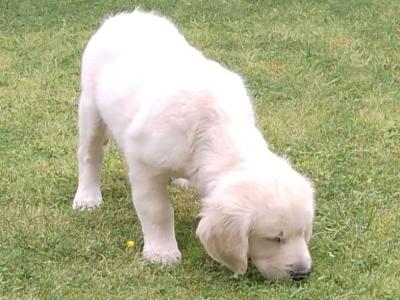 Purebred male Golden Retriever puppy for sale in Meath