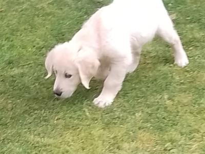 Purebred Male Golden Retriever Pup For Sale