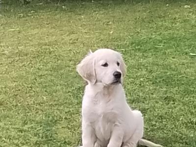 Purebred Male Golden Retriever Pup For Sale