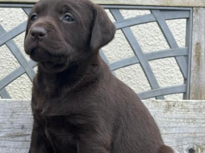 Labrador puppies 🐾 in Offaly
