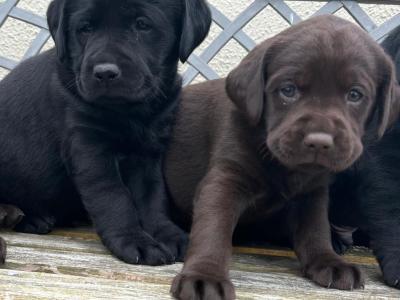 Labrador puppies 🐾 in Offaly