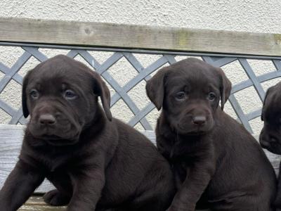 Labrador puppies 🐾 in Offaly