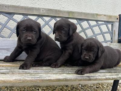 Labrador puppies 🐾 in Offaly